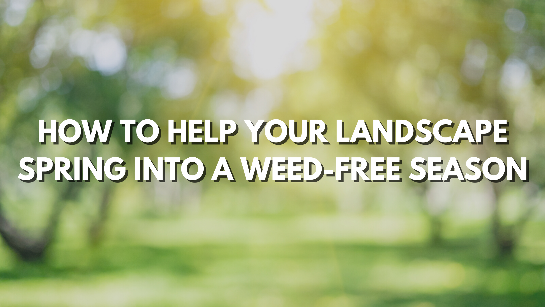 How To Help Your Landscape Spring into a Weed-Free Season.png